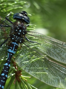 dragonfly-184162_1280
